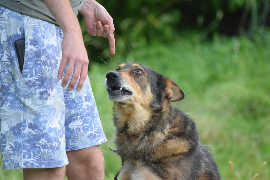 Blog author smiling with trained dog in home setting