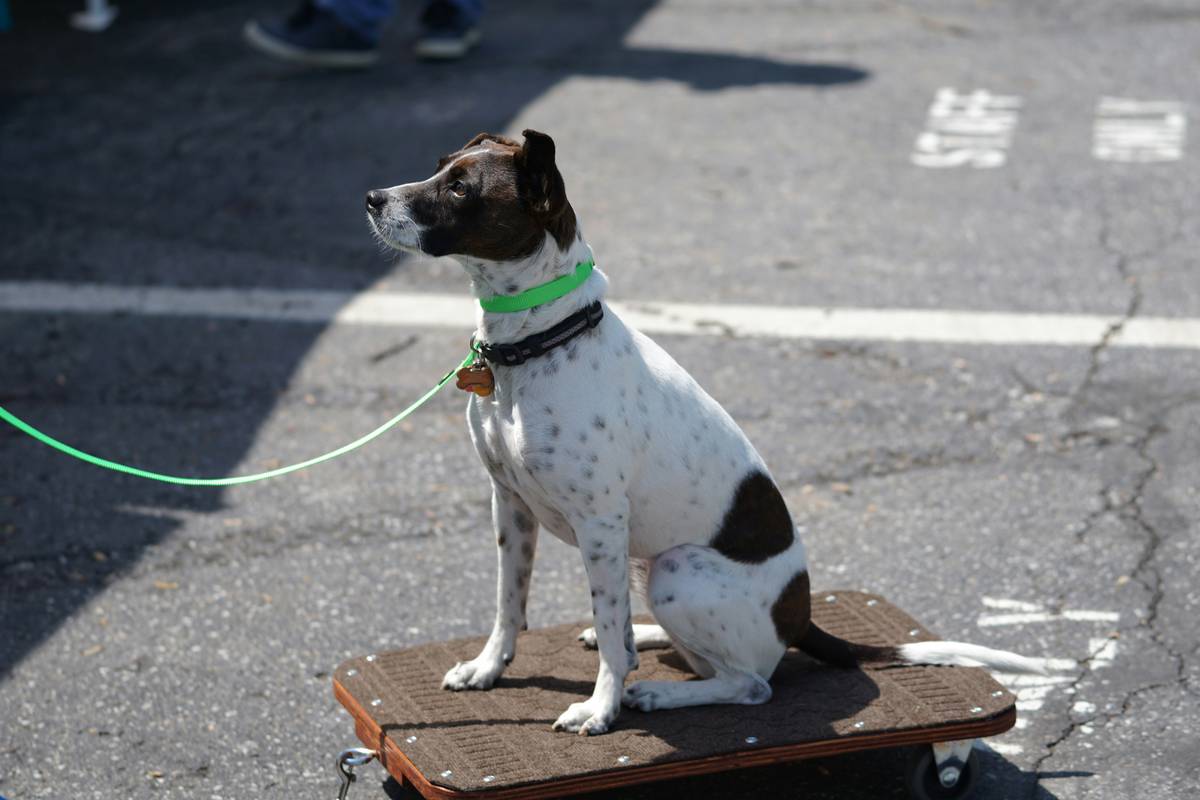 Sit Command Mastery: The Only Method That Actually Works for Stubborn Dogs
