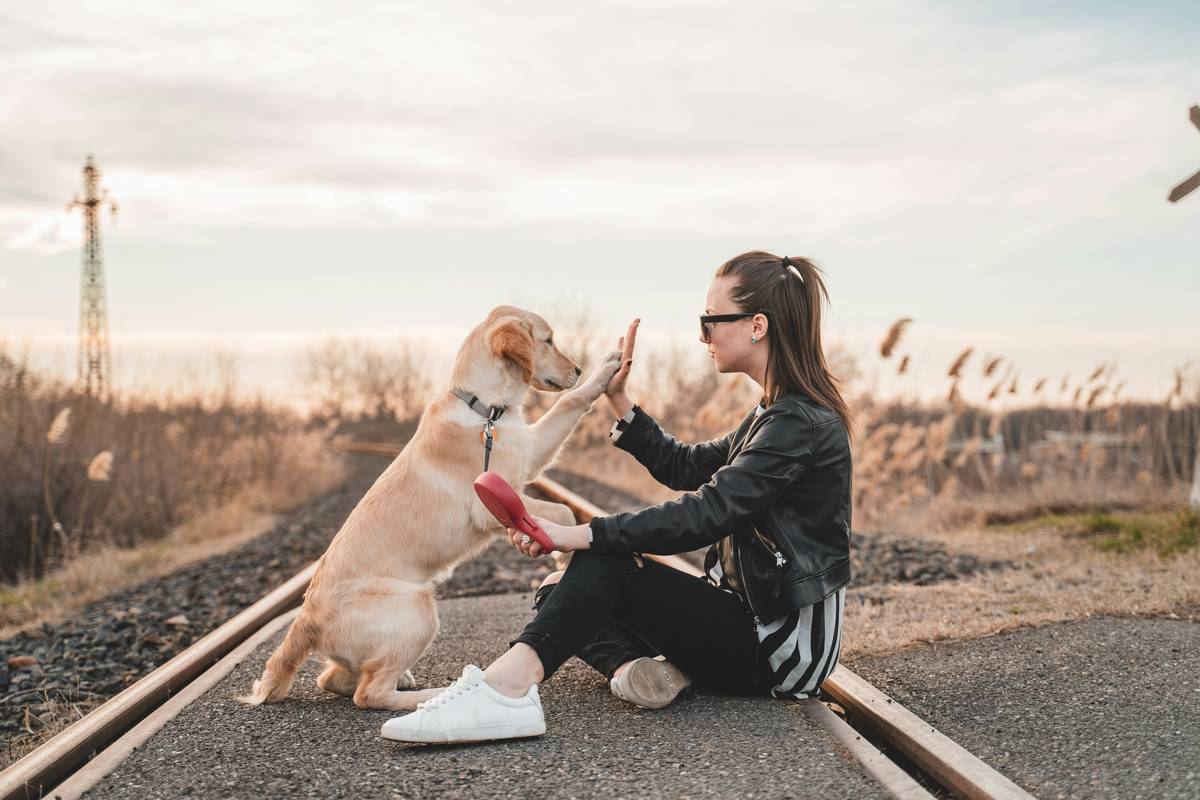 The Positive Sit Training Method That Actually Works for Stubborn Pups